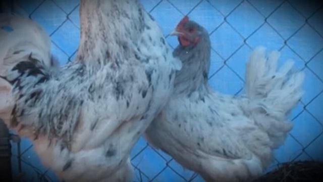 Куры породы маран особенности разведения и ухода смотреть онлайн