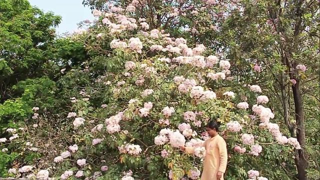 Tree Tale - Tabebuia Pentaphylla | Kannada