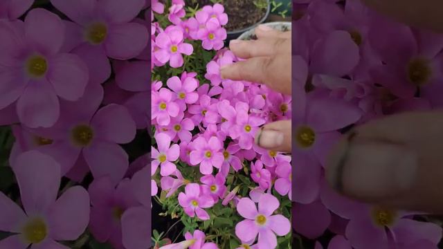 家庭养花 #shortsvideo смотреть онлайн
