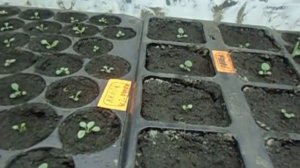 ЦВЕТЫ. ПЕТУНИЯ. КАК ПОЛИВАТЬ РАССАДУ ПЕТУНИИ?