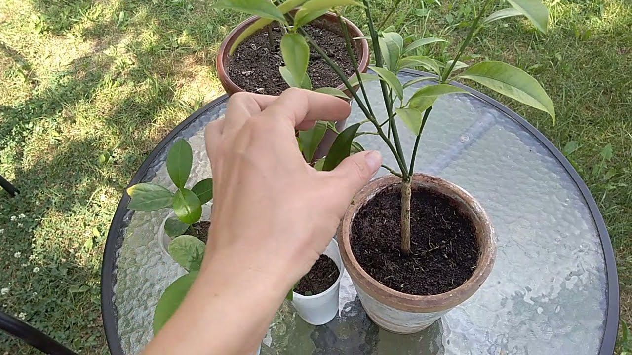 Кумкват Маргарита сбросил листья, почему? Причины опадения листьев на кумквате смотреть онлайн