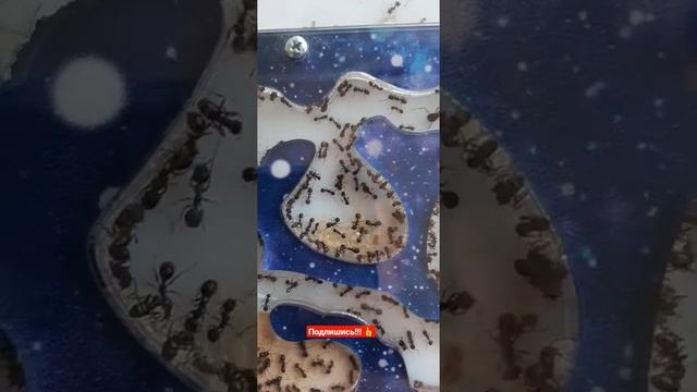 Муравьи Степные Жнецы??Messor structor ??Взаимная подписка !!! смотреть онлайн