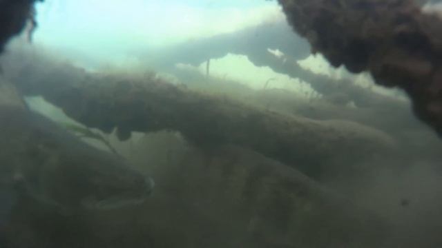 Ловля судака в коряжнике зимой смотреть онлайн