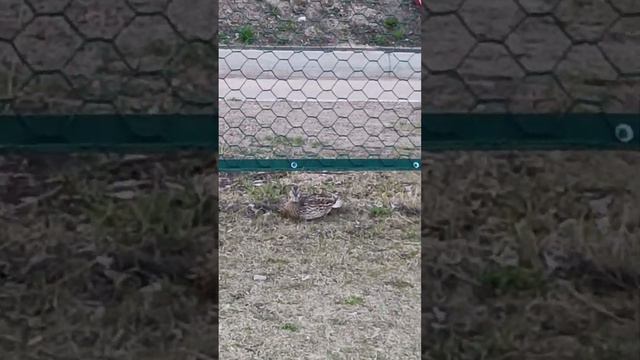 Утка на футбольном поле. смотреть онлайн