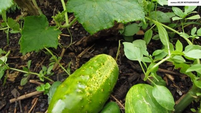 Как продлить и значительно увеличить плодоношение ОГУРЦОВ? смотреть онлайн