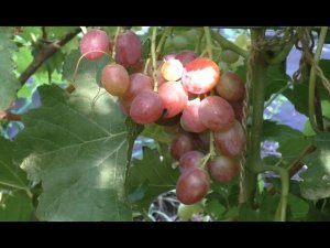 Виноград 2022. Красная роза Калугина