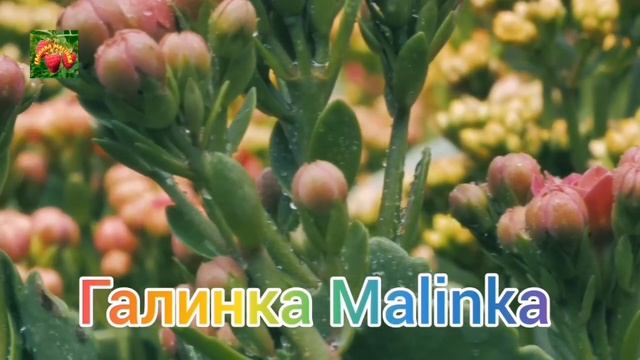 Биг Биг фэмэли /Обзор Влогов //