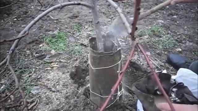 Утепление персика на зиму смотреть онлайн