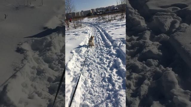 Сиба ину Даша не хочет идти домой смотреть онлайн