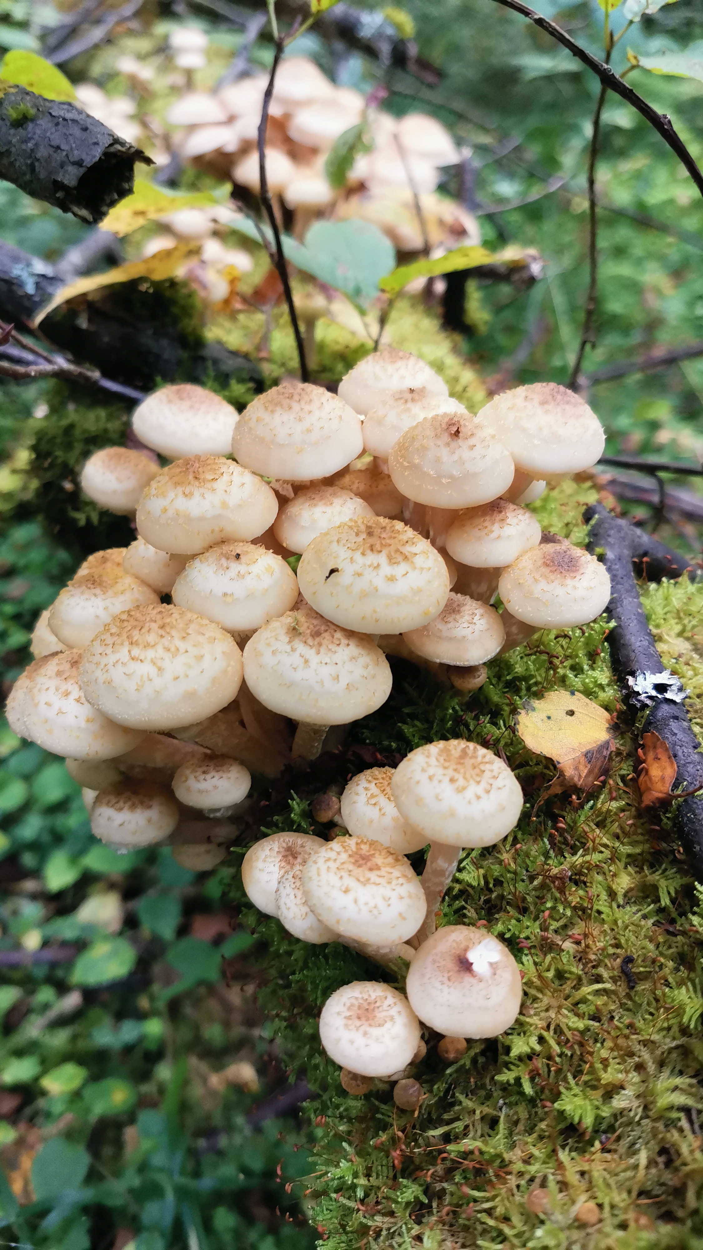 Опята в Подмосковье смотреть онлайн