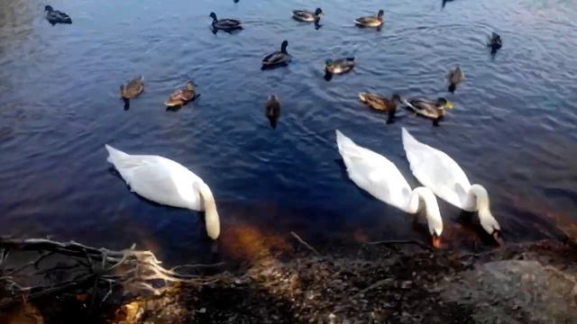 Птицы смотреть онлайн