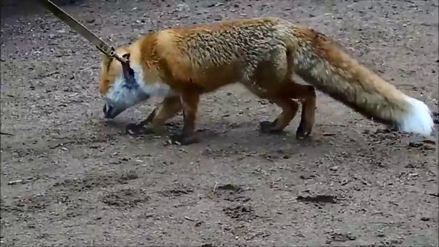 Лиса на поводке и реакция волка. Не верьте сказкам =) смотреть онлайн