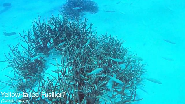 Great Barrier Reef 2020 смотреть онлайн