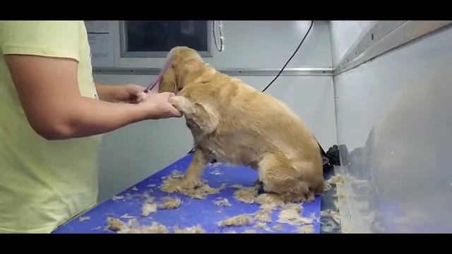 Grooming Cocker Spaniel смотреть онлайн