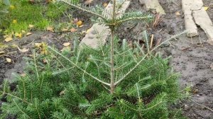 Пихта корейская в моем саду.