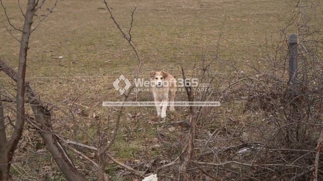 ?? Stock Videos No: 142 - Animals - animal - dog - mauntain - nature - small dog смотреть онлайн