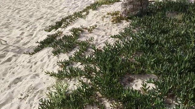 2018.09.17, Тунис, Хаммамет, Club Marmara Hammamet Beach, суккулент смотреть онлайн