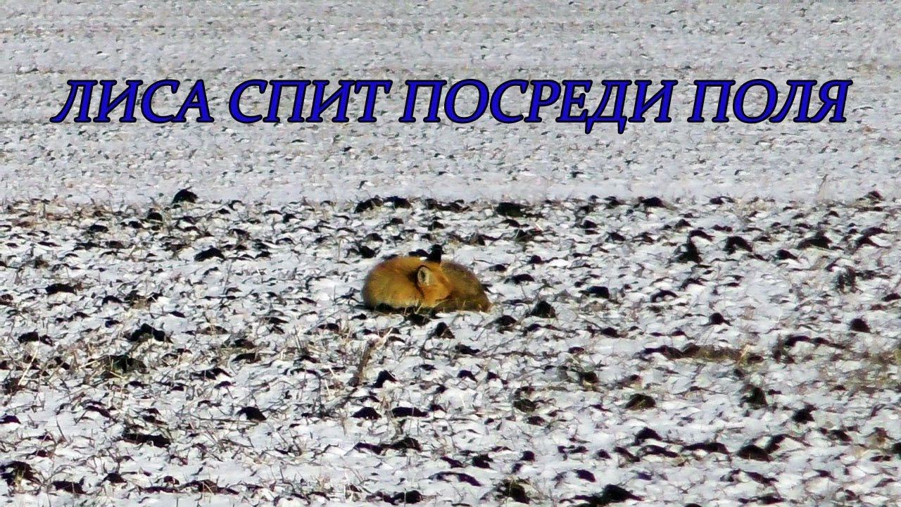 Лиса решила отдохнуть посреди поля / Fox decided to rest in the middle of the field смотреть онлайн