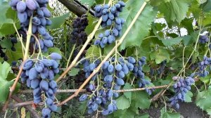 Виноград Юпитер