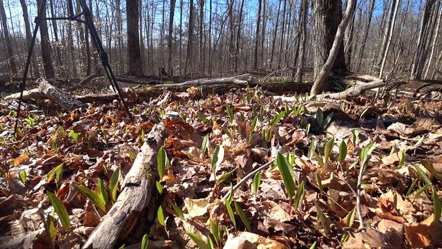 Spring Wild Flower/Plant ID #1 - Wild Leek, Trout Lily, Bloodroot смотреть онлайн
