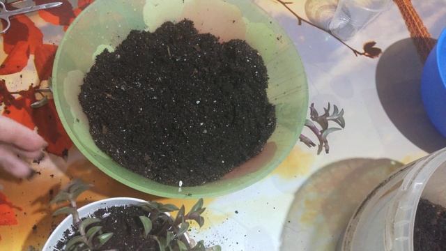 Каллизия ладьевидная пересадка. смотреть онлайн