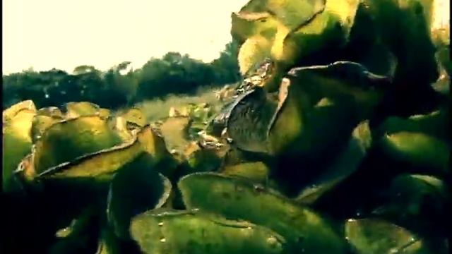 Giant Salvinia - A Very Wicked Plant смотреть онлайн