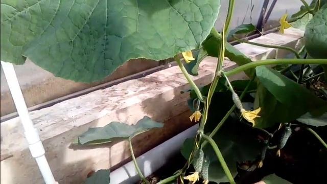 огурец 3506-ПЕРВЫЙ СБОР УРОЖАЯ!!! смотреть онлайн