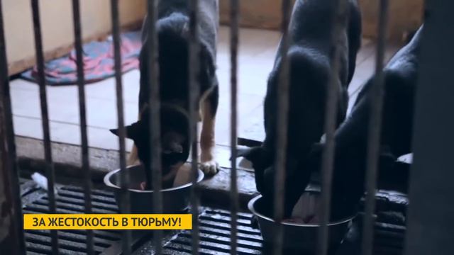 За жестокость в тюрьму смотреть онлайн