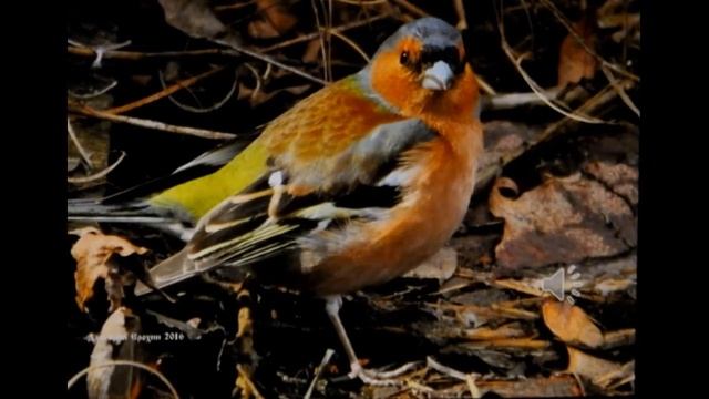 Птицы Карелии смотреть онлайн