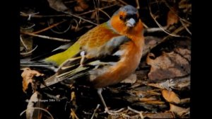 Птицы Карелии