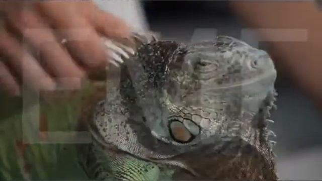 Сбрасывание хвоста у игуан смотреть онлайн