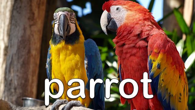 Jungle Animals For Kids! | Learn Jungle Animal Names For Toddlers | Kids Learning Videos