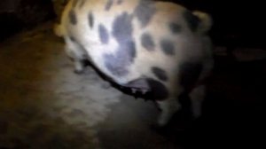 Свиноматка кидается на поросят,одна из причин и простой способ её устранить.