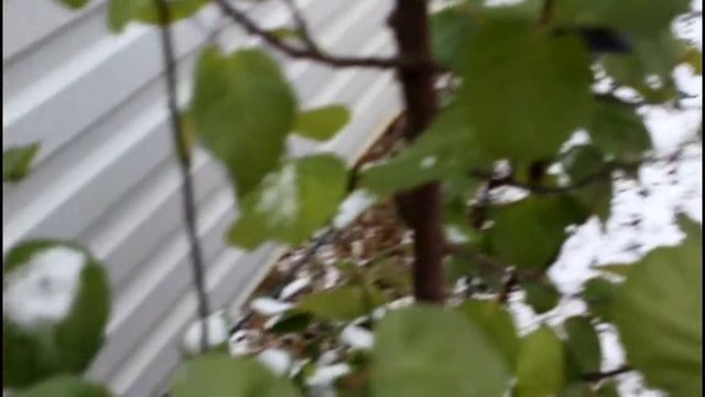 Ноябрь. Дерево не сбрасывает листву. Что с этим делать? смотреть онлайн