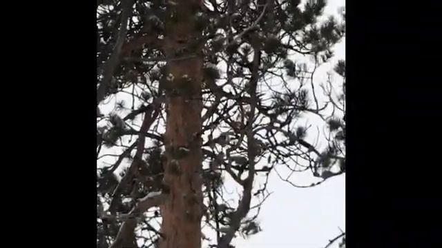 Работа по соболю в глубоком снегу смотреть онлайн