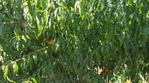 Персик Редхейвен и Эрли Редхейвен. Размер и урожайность. Содержание почвы в саду.