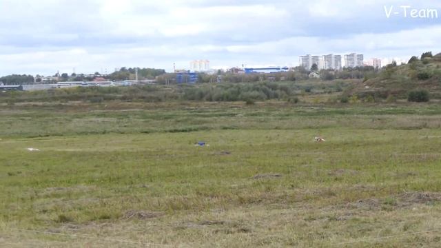 Уиппеты РУССКИ ПАРК ДАНАЯ (К) & LET THE LOVE GO ON (С). КР по курсингу 2019, Новый Милет смотреть онлайн