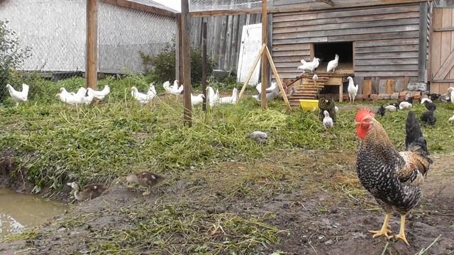 Наш птичий двор, куры, гуси, индоутки смотреть онлайн