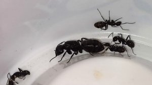 Муравьи Camponotus vagus. Что делать после зимовки.