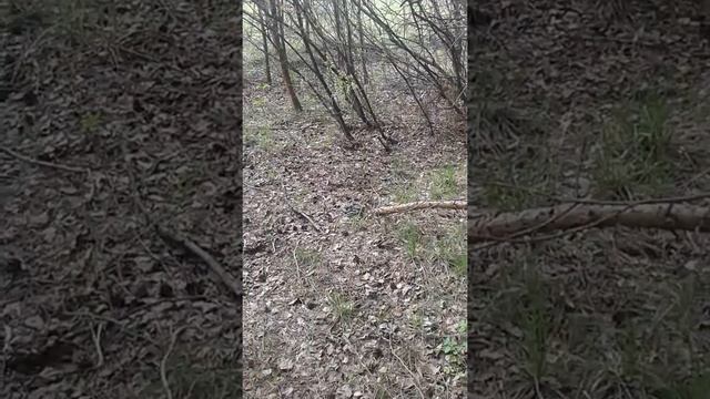 Семья гадюк тусуется на опушке. смотреть онлайн