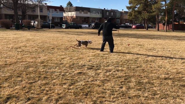 How to build a flirt pole for your Puppy! Dog obedience training and exercise for my Pit bull! смотреть онлайн