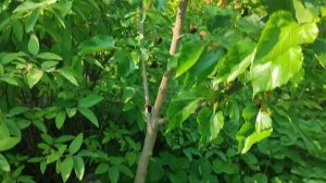Карликовая шелковица сорт Gerardi Dwarf. Новинка в Украине. Решение для маленьких садов