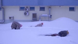 Снежный Зима Намаскар