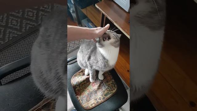 Кот недает сесть на стул смотреть онлайн