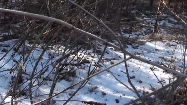 Аморфа кустарниковая, размножение черенками. смотреть онлайн