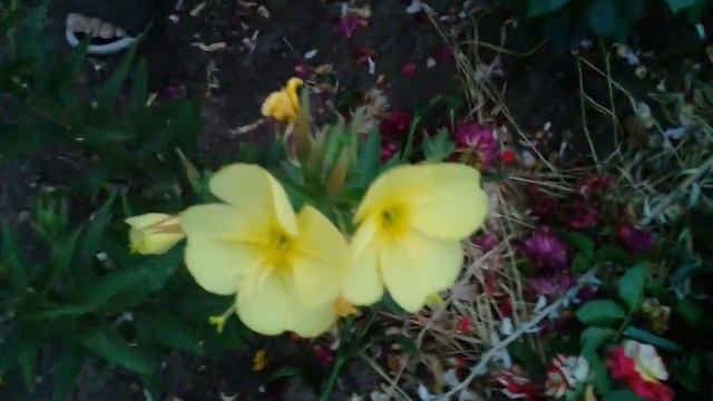 Живой цветок!!Это прекрасно смотреть онлайн