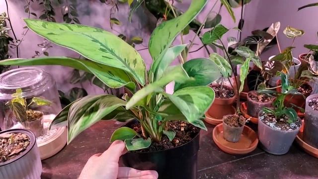 HOUSEPLANT HAUL | Homalomena Selby And Philodendeon Fuzzy Petiole #houseplants #houseplanthaul
