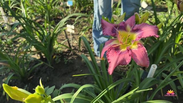 Сеянцы лилейников Ворошиловой. Часть 1 / Сад Ворошиловой смотреть онлайн