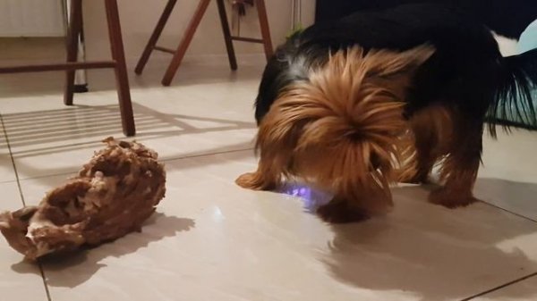 Йоркшир съел свинью ))) Yorkshire Terrier - ate a pig