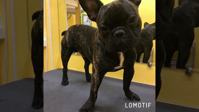 Куркино/Химки смотреть онлайн